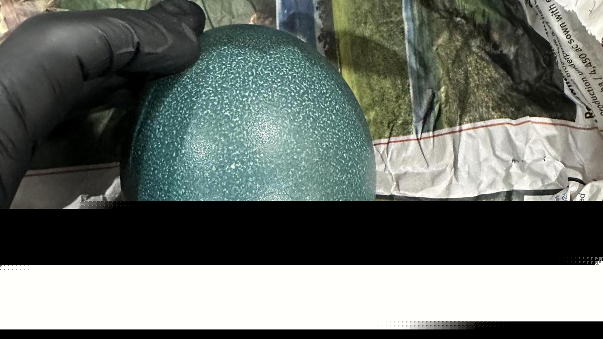 Illegal emu egg export plot cracked at the border
