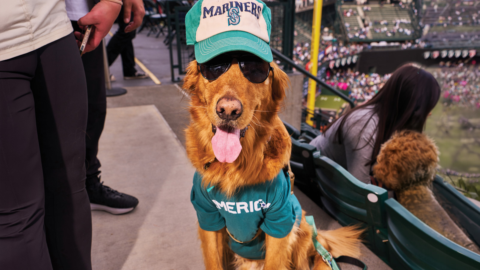 Who Let the Dogs In? The Mariners’ Bark at the Park Is Seattle at Its Best