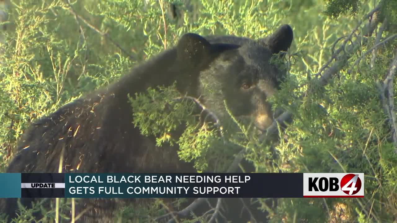 Wildlife park sees success with call for help to feed Maggie the bear