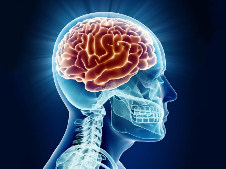Scientists Discover the Brain May Enter a New Biological Phase Between 50 and 75
