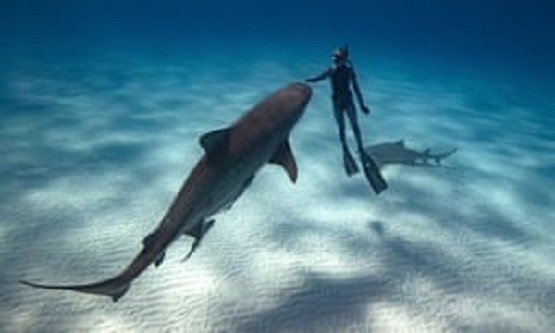 Comment on Beach Vacation: What you do if a shark is about to attack? by Dropbox URL Shortener