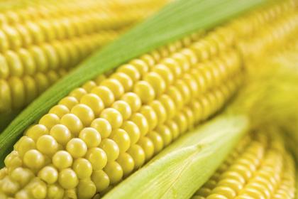 When Does Corn on the Cob Season End in Massachusetts?