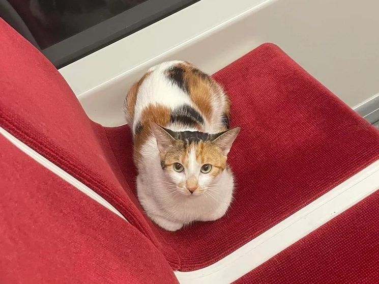Lost cat found on TTC streetcar – but was it abandoned?