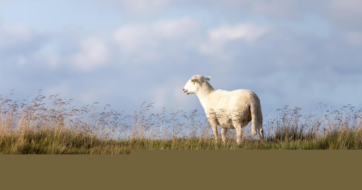 Second case of bluetongue virus confirmed in Scotland as concern grows