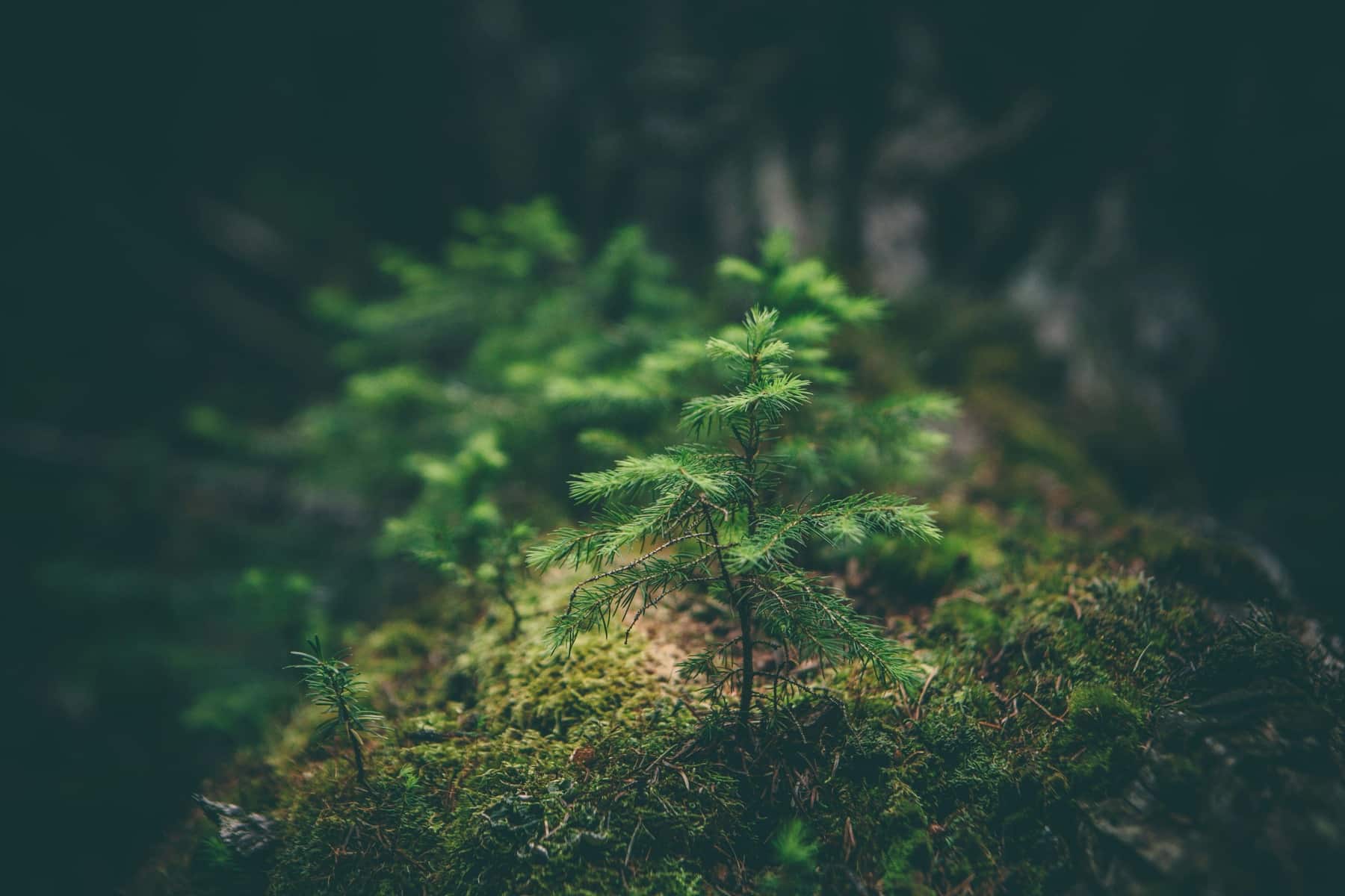 En el marco de la alianza europea ‘Colours’, la UCLM impulsa un laboratorio de ideas para identificar y medir los ‘servicios ecosistémicos’