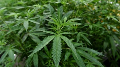 Florida judge orders update on numbers for recreational marijuana amendment
