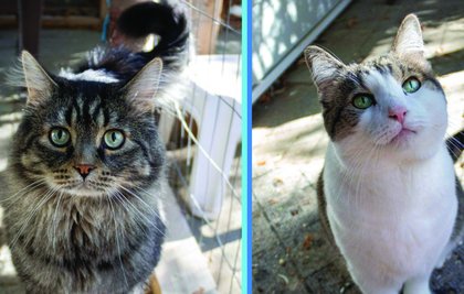 PAACT supports pets and their owners through initiatives