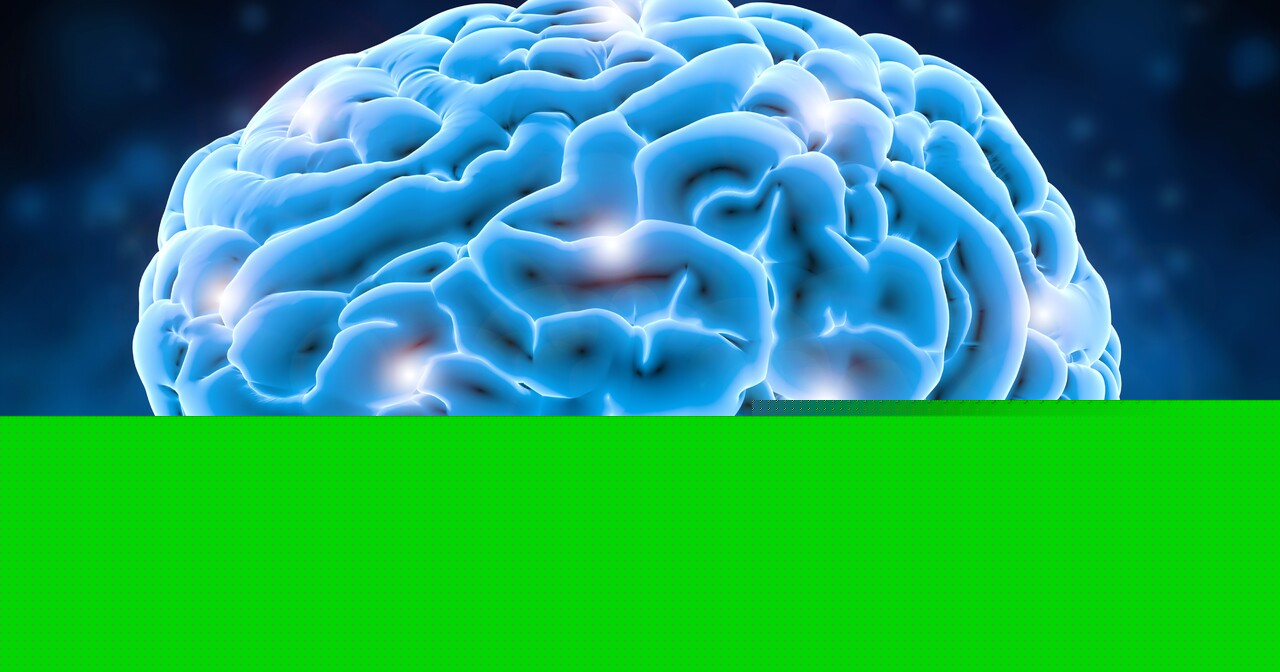 Sugar plays bigger role in brain evolution than previously thought, study finds