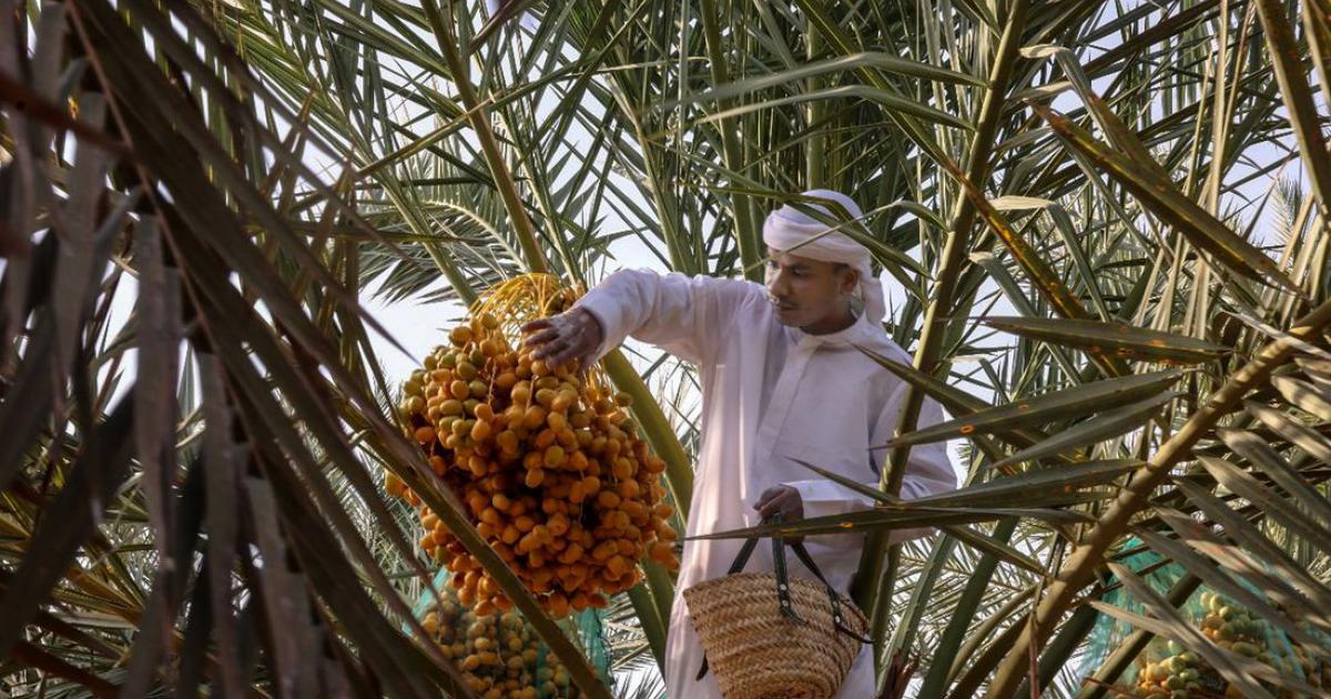 من الرطب إلى التمر.. 'لوثبة' تختتم موسما وتبدأ آخر | Meo