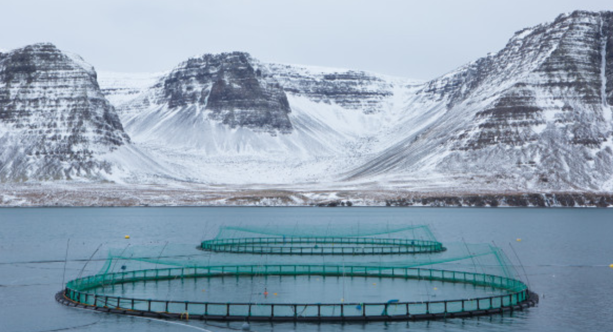 Patagonia-linked campaign floods Iceland aquaculture bill consultation