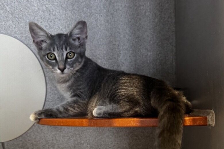 Meet Vera, a luxurious kitten who’s ready to explore