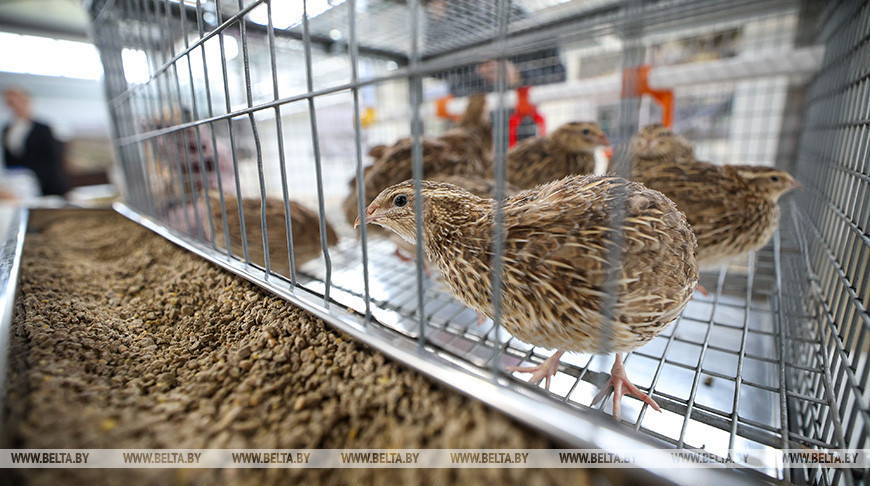 Belarus plans to phase out import of genetic stock for poultry industry soon