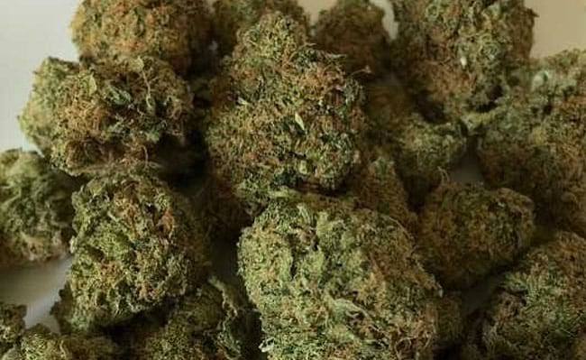 290 Kg of Cannabis Headed for Sri Lanka Seized Near Rameswaram