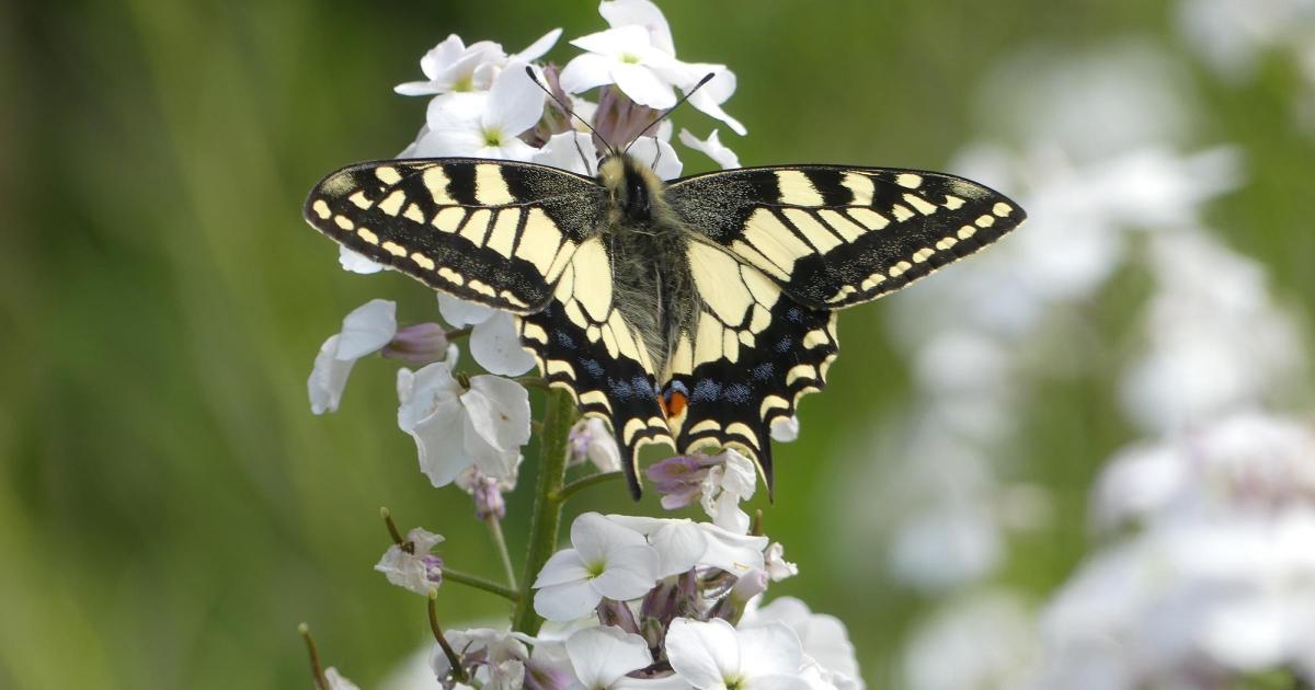 Project launched to save Norfolk's threatened butterfly
