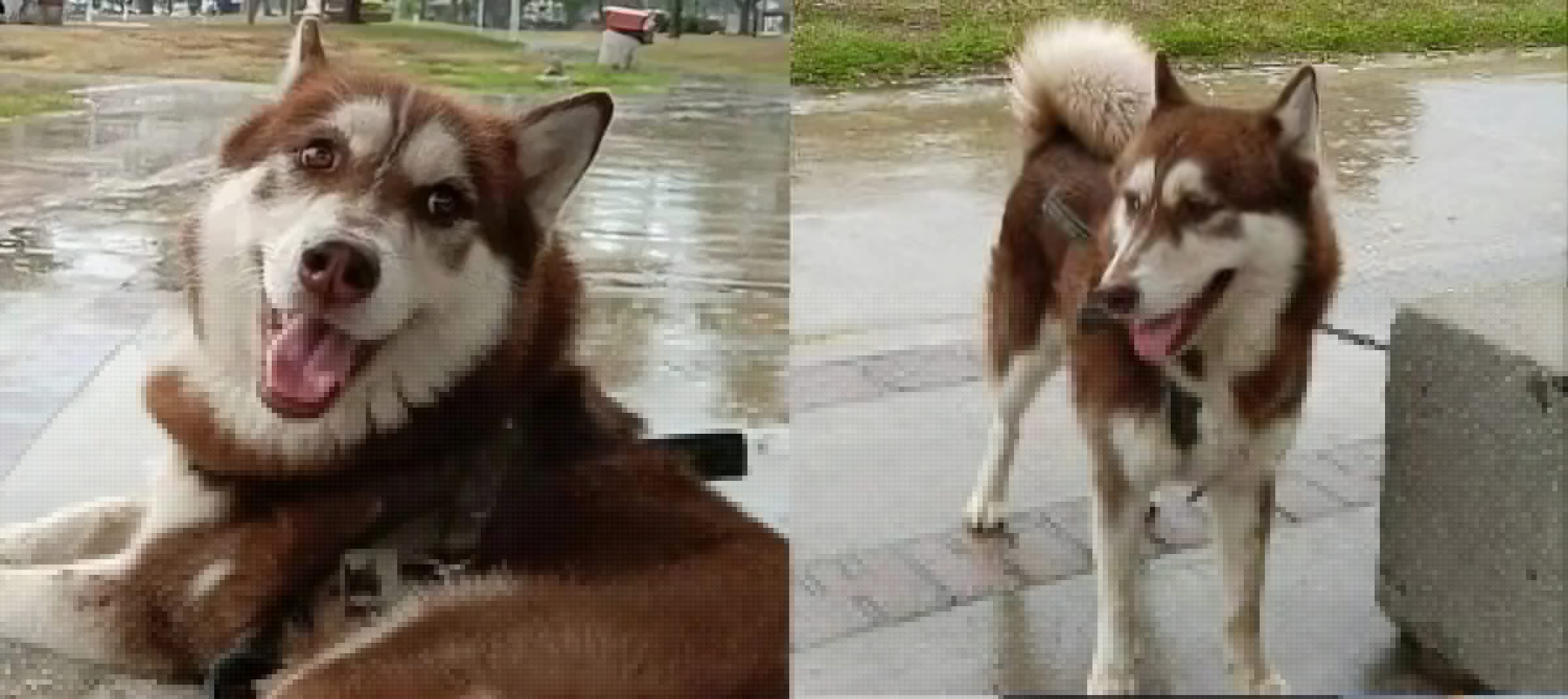 Juiz determina que Lucas, um husky de 3 anos, receba pensão alimentícia do ex-parceiro da tutora; conheça o caso