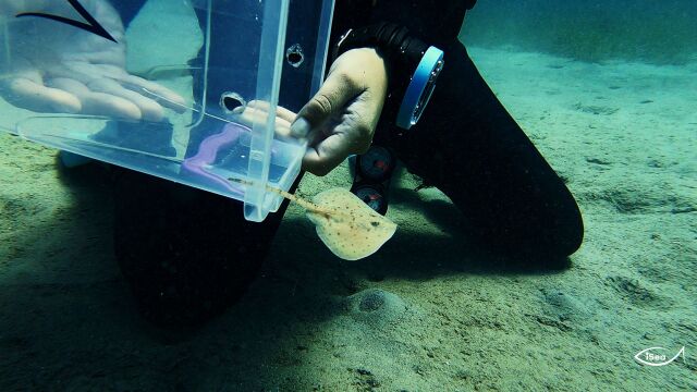 First successful stingray hatching in Greece – The “journey” from the aquarium to the sea – See video