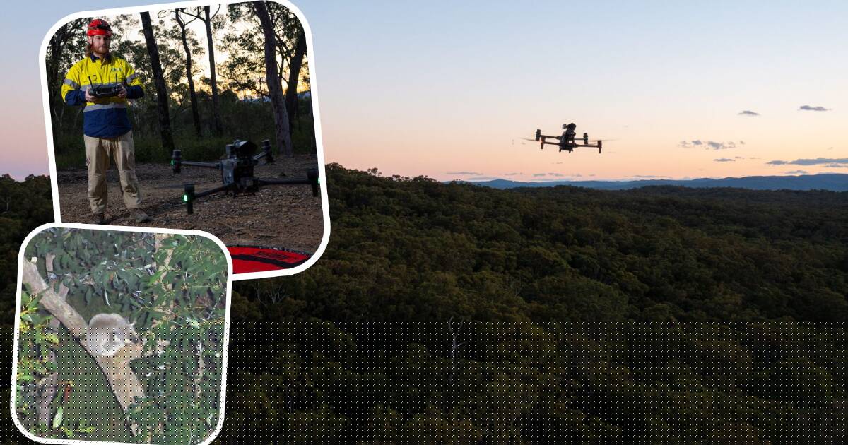 Not 'just passing through': drones uncover koalas in development hotspot