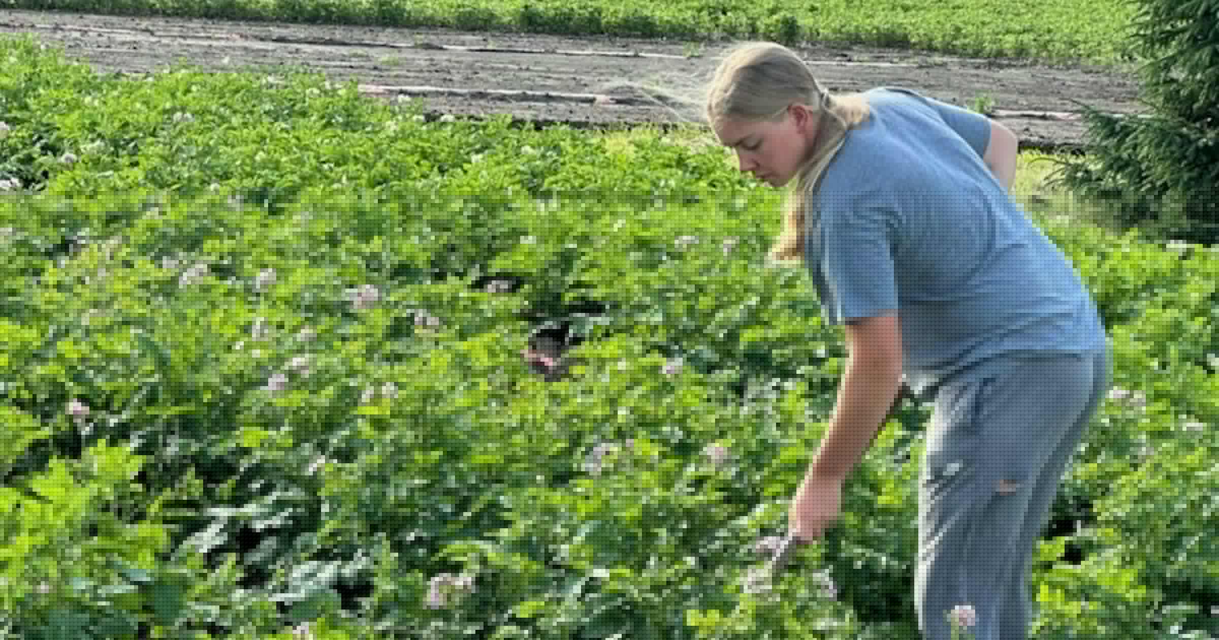 Tolkkinen: Growing veggies paid for siblings' college and fed thousands of Minnesota kids