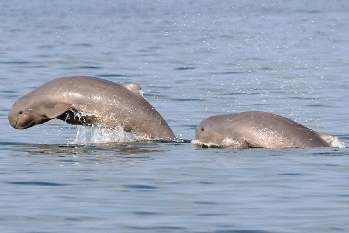 Philippines flood corruption scandal stalls funding for bridge project, giving endangered dolphins a reprieve