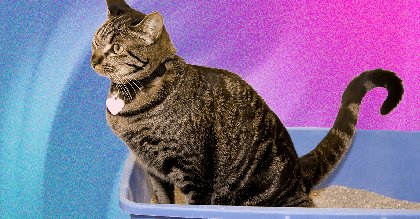 The Best Cat Litter Depends on Your Cat and Type of Litter Box
