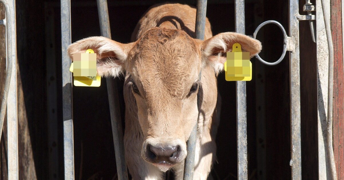 Prozess in Innsbruck - Landwirt (53) ließ Tiere am Hof unnötig leiden
