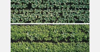 Ecorobotix launches Ultra-High Precision (UHP) treatment for weed control