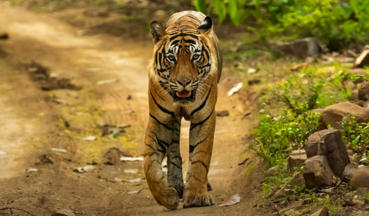 Asifabad: Movement of transient tiger, drifted from MS, triggers panic among villagers