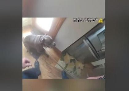 Illinois Dog Outsmarts Fire, Guides Officer to Safety