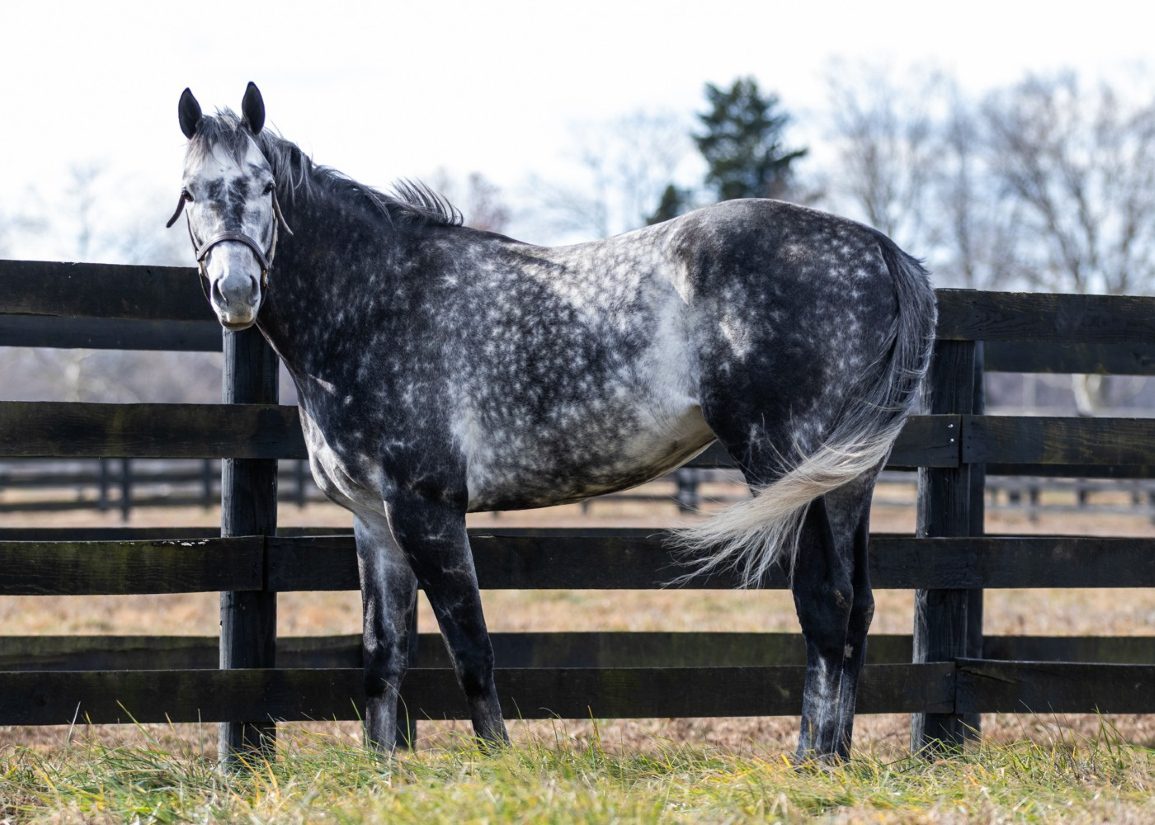 Millionaire Post Time New to the Maryland Stallion Ranks at Northview