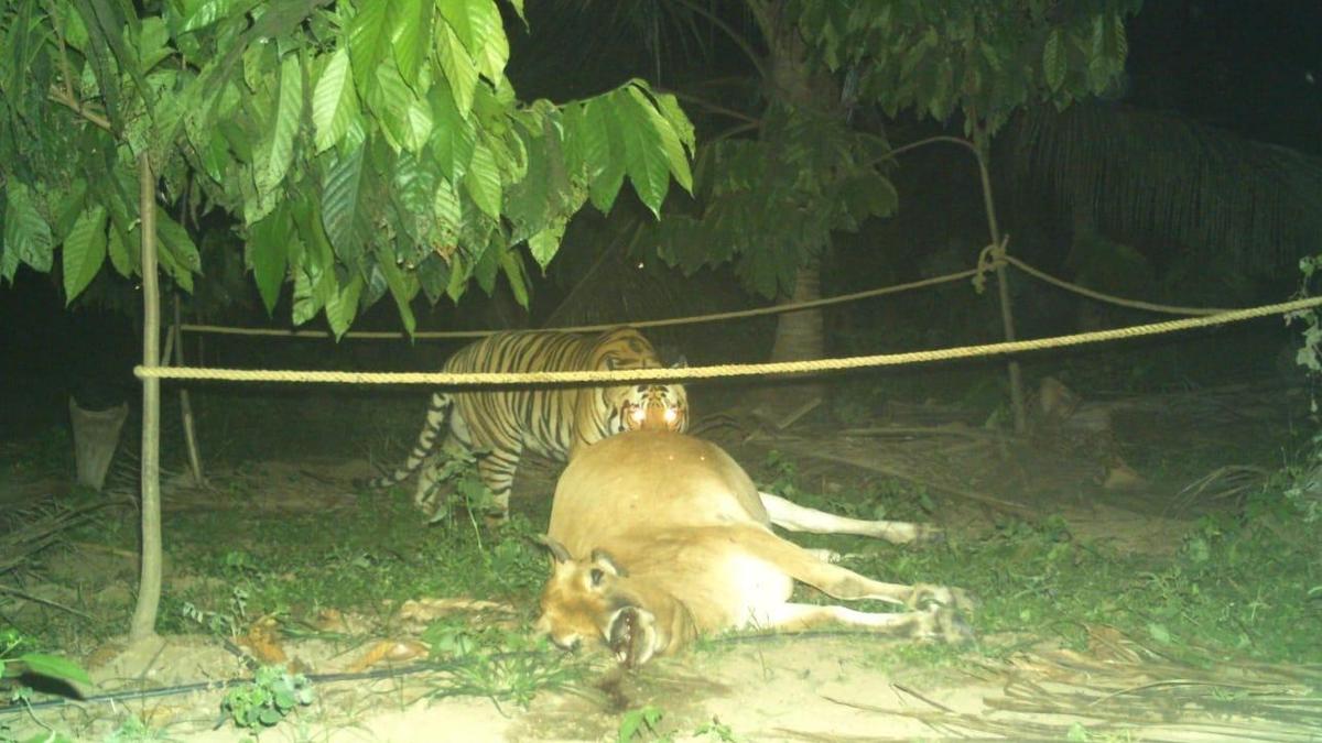 Tiger enters eco-sensitive zone of Papikondalu National Park