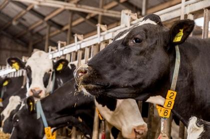 Trouw Nutrition unveils a model to reduce risk of over-supplementing minerals and responsibly meet dairy cows’ requirements