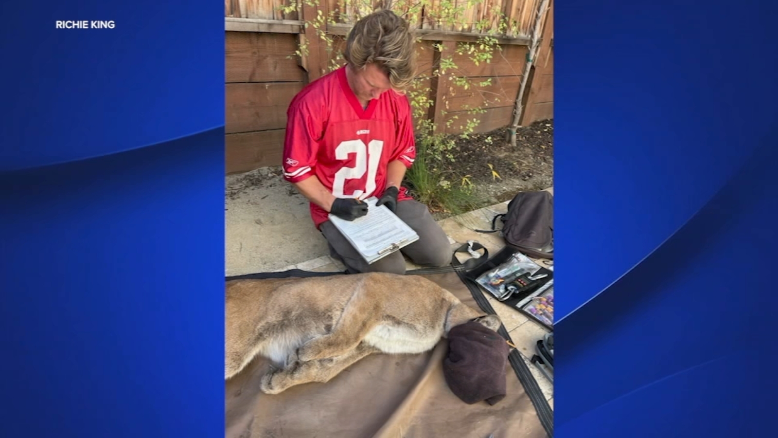 Mountain lion captured in SF neighborhood has long history of encounters with biologists
