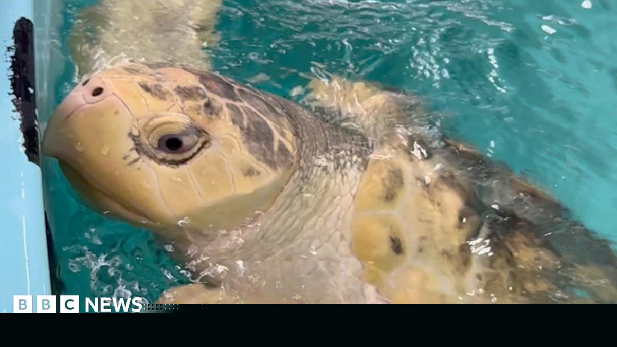 Rare turtle's flight from Wales to Texas