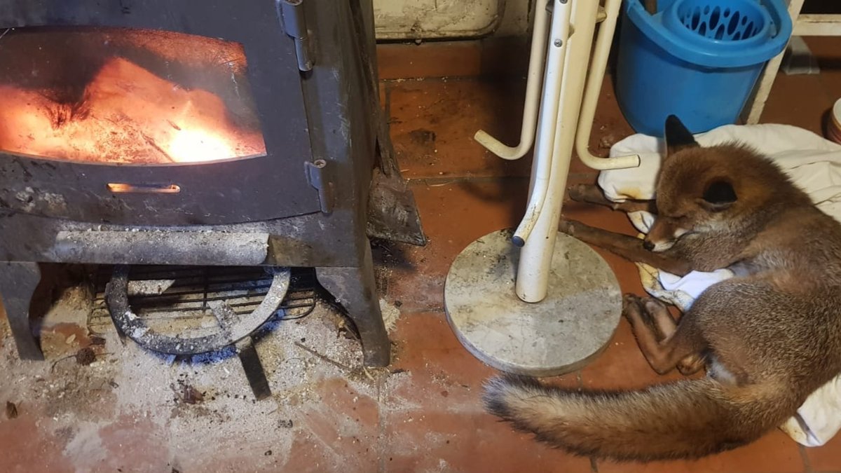 TEMOIGNAGE. Ils sauvent un renard blessé sur le bord de la route : "Avoir cet animal chez soi, ce n’est pas habituel !"