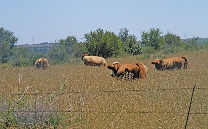 FMD crisis hits meat supply, threatens exports, drives prices up