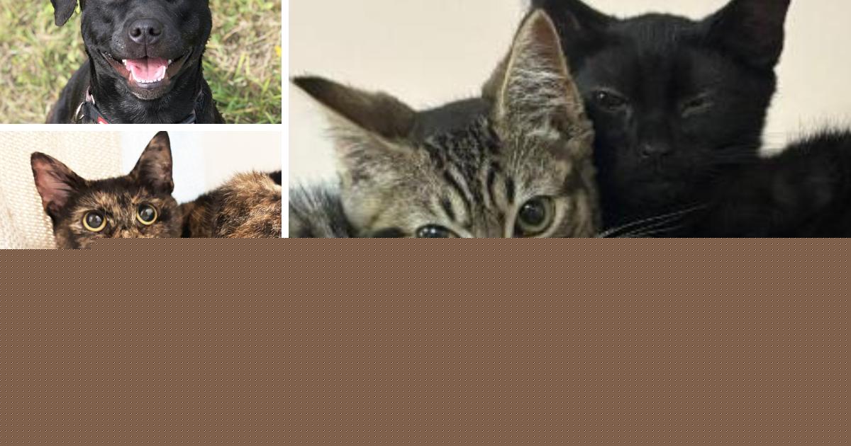 Adorable kittens among 5 pets at RSPCA Essex centres looking for new homes