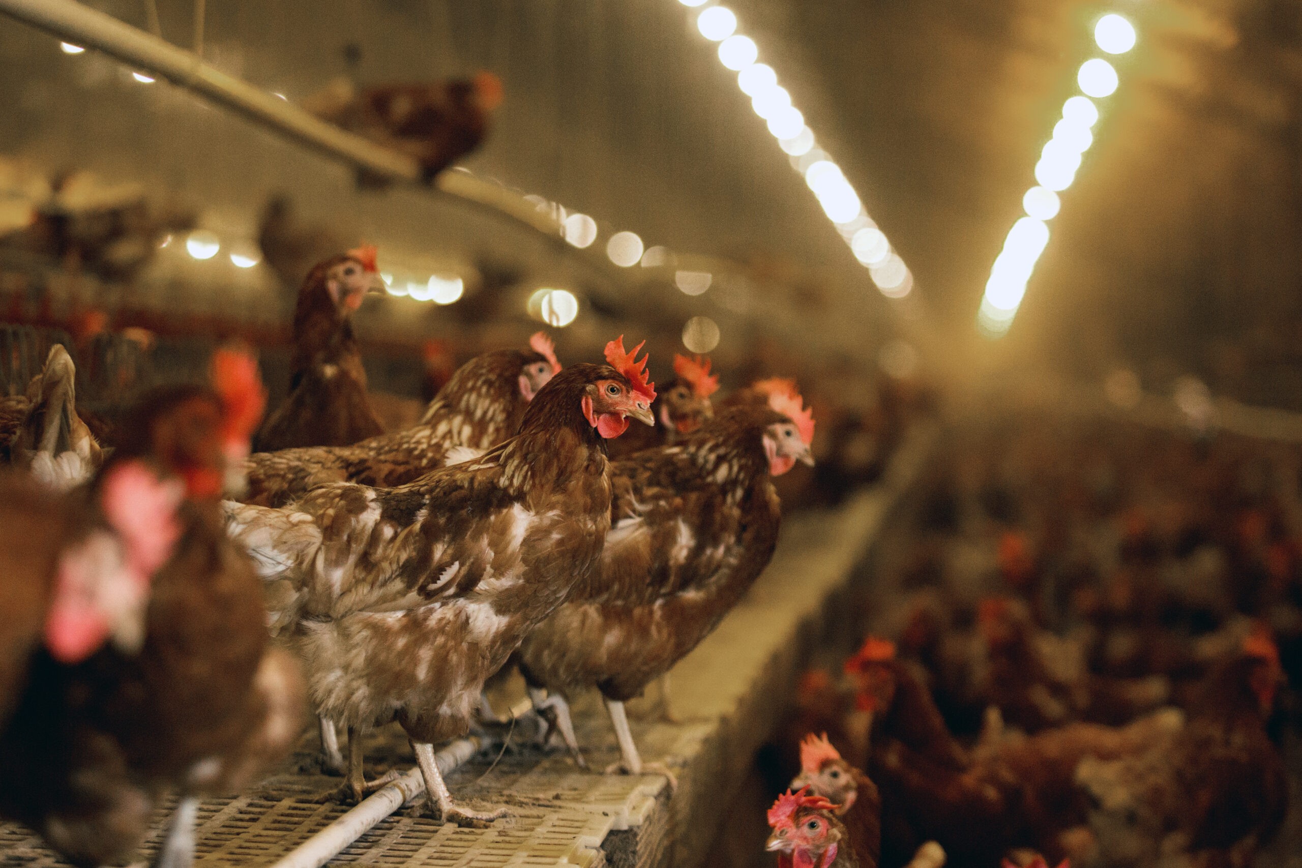 Michigan ag leaders deny DOJ claim linking cage-free egg law to price hikes