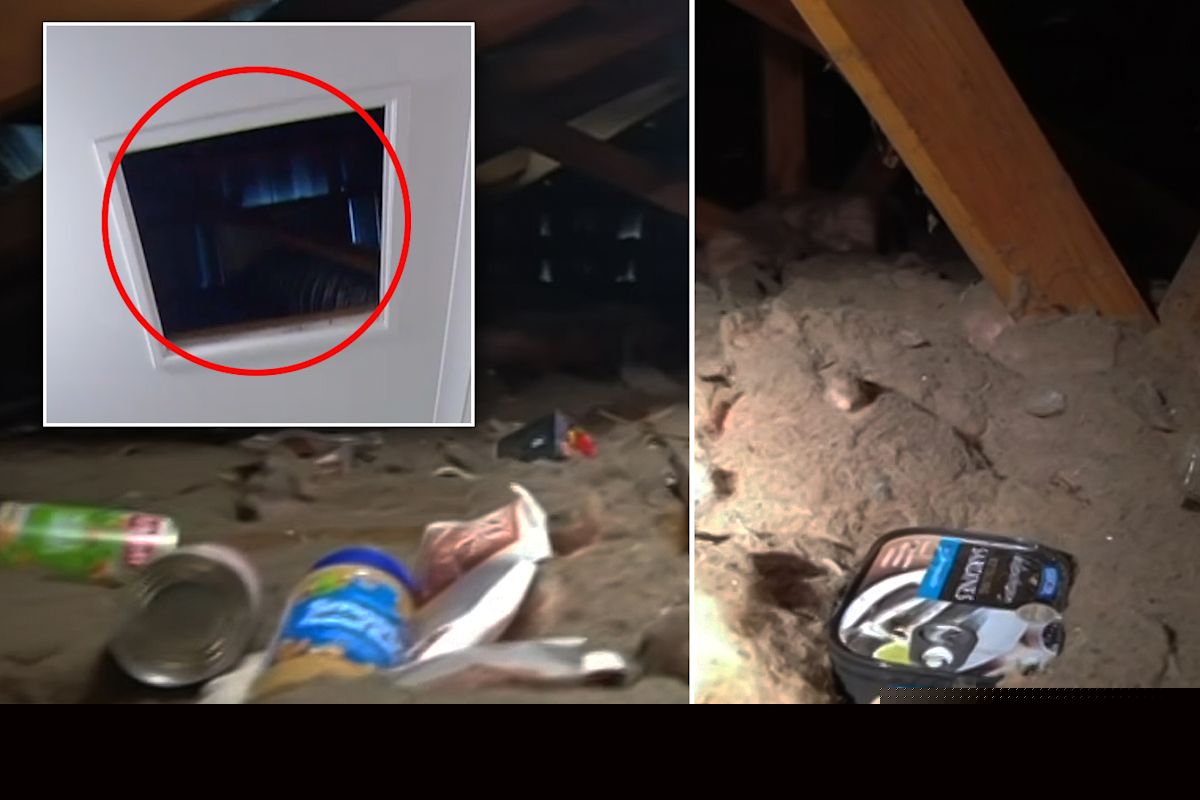 Bizarre twist after Aussie pensioner hears 'strange sounds' coming from her roof