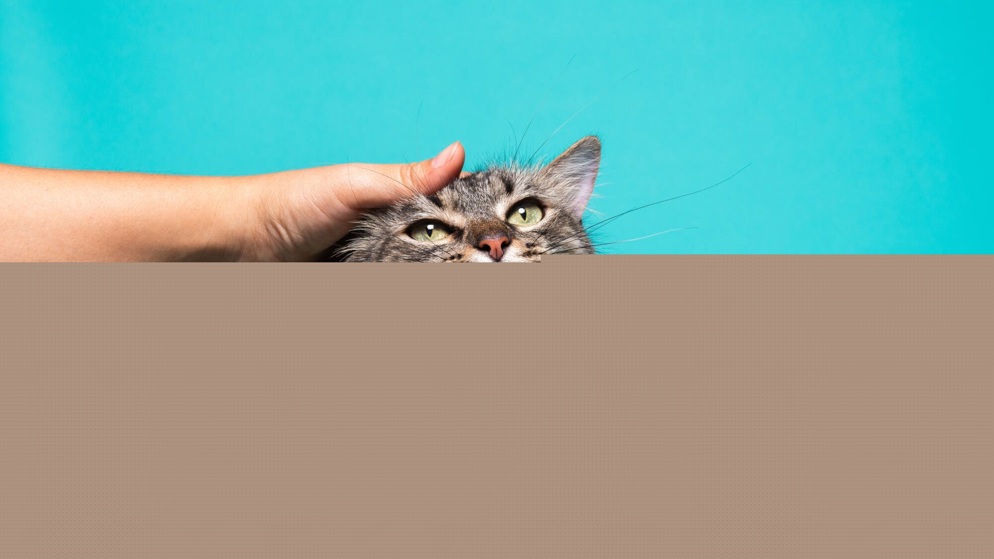 Quiz animaux: êtes-vous incollable sur les chats?