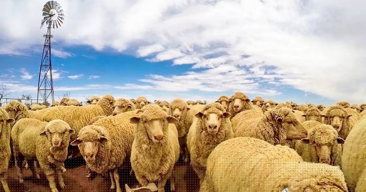 Massive outback pastoral deals signal growing optimism in sheep