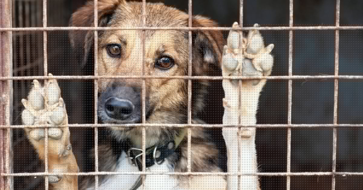 Tierheime am Limit - Wohin mit den vielen Hunden, die keiner will?