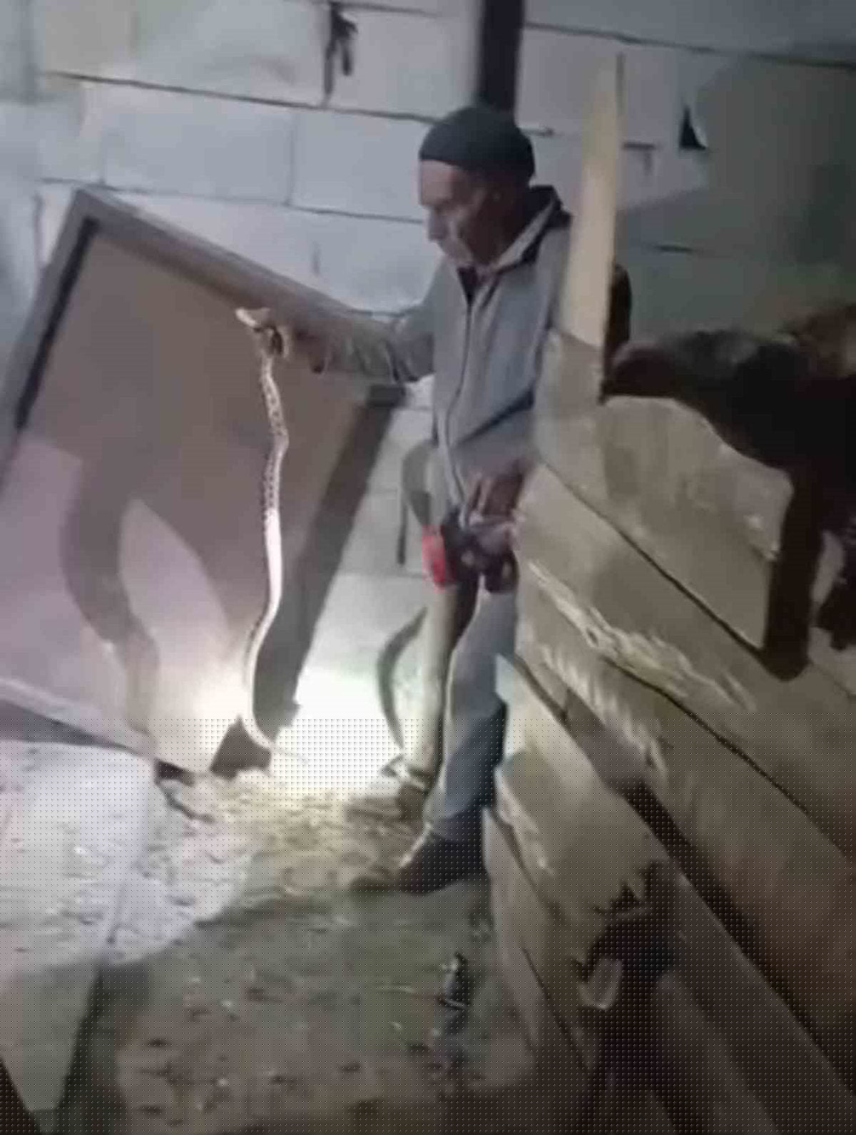 Karanlıkta çıplak elleriyle yılan yakaladı