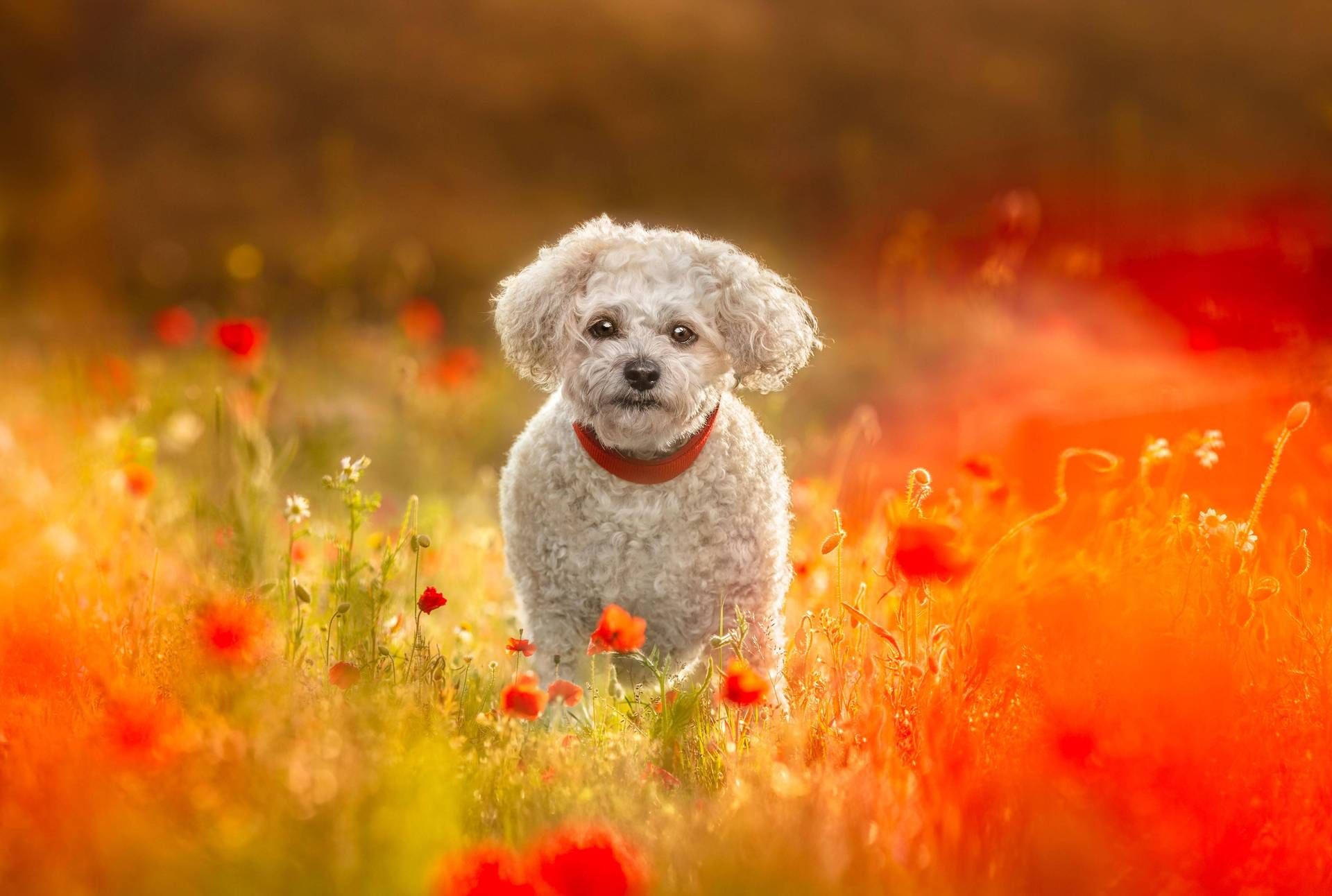 Giornata mondiale degli animali. Il veterinario: "In Italia più pet che abitanti"