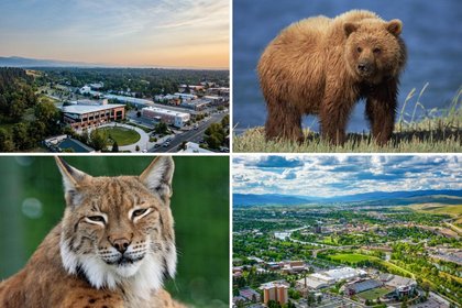 Team Cats or Team Griz? Montana's Biggest Football Game