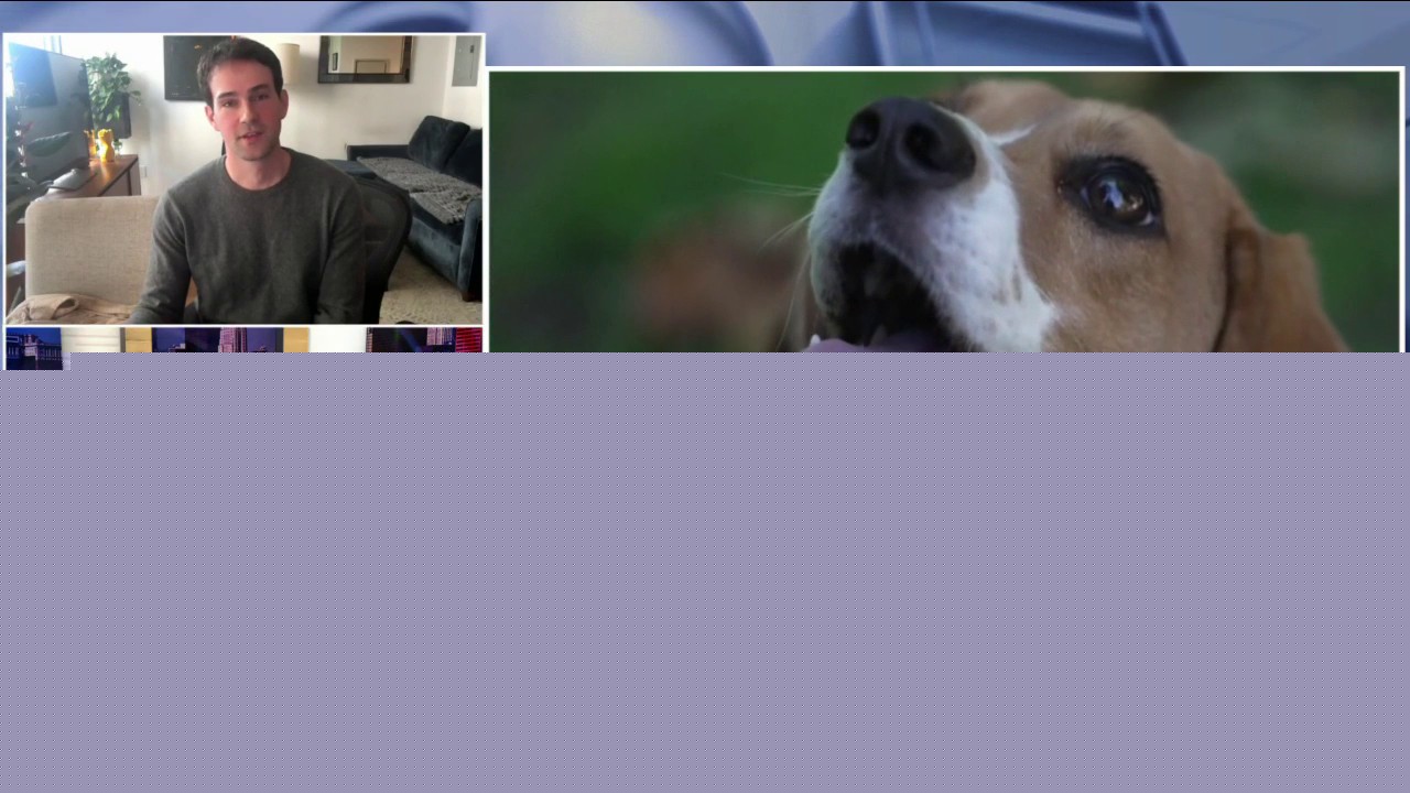 Scientists gene-edit allergens out of dogs
