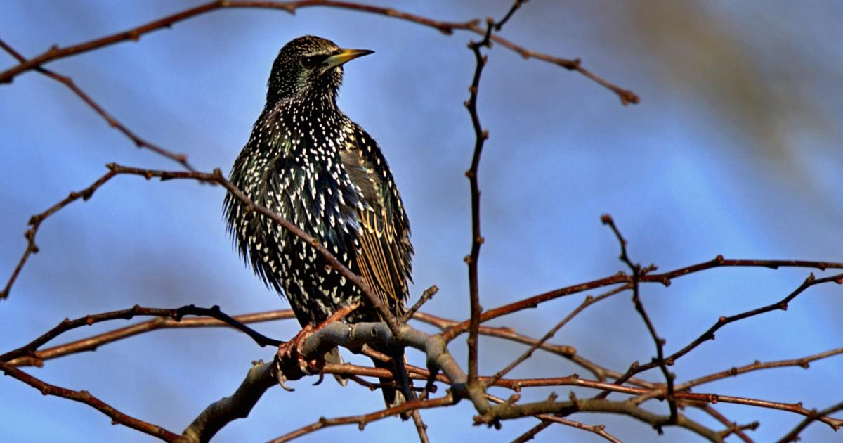 Six brilliant bird photos captured on camera by our readers