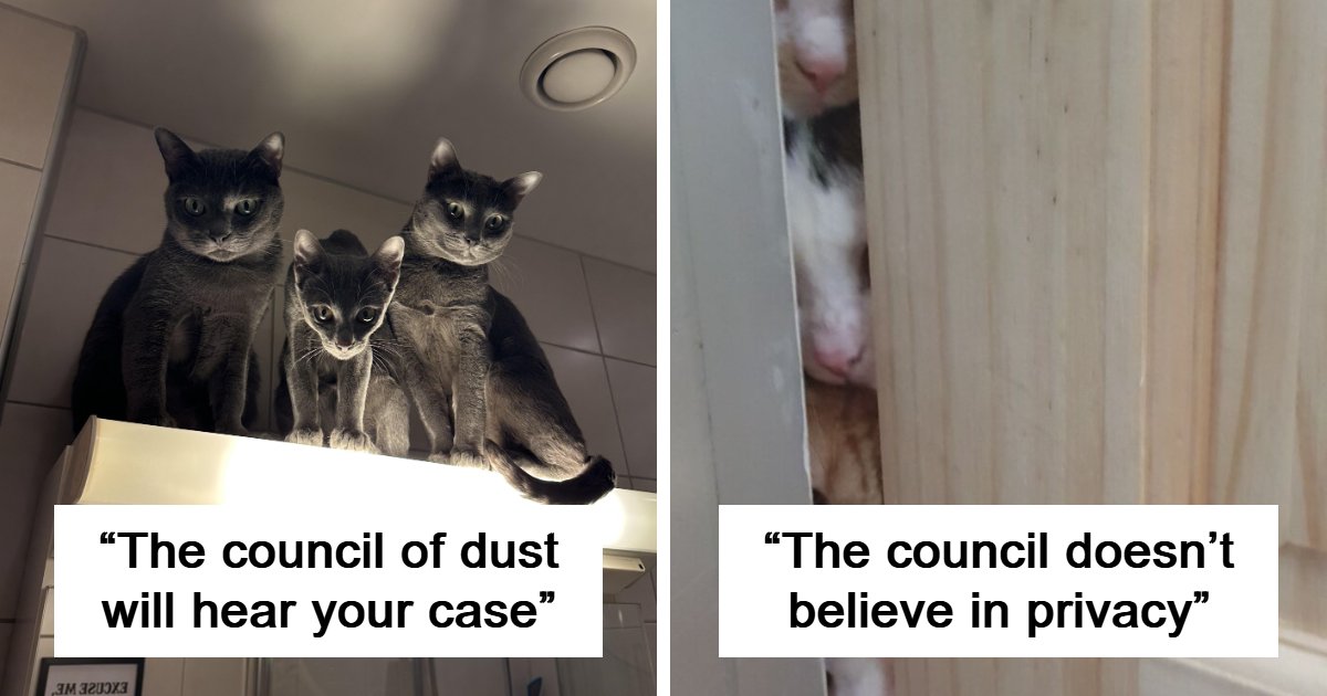 80 Hilarious Times People Interrupted Cats’ Important Meetings