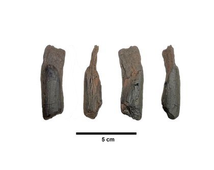 430,000-Year-Old Wooden Tools, the Oldest Yet Found, Are Discovered in Greece