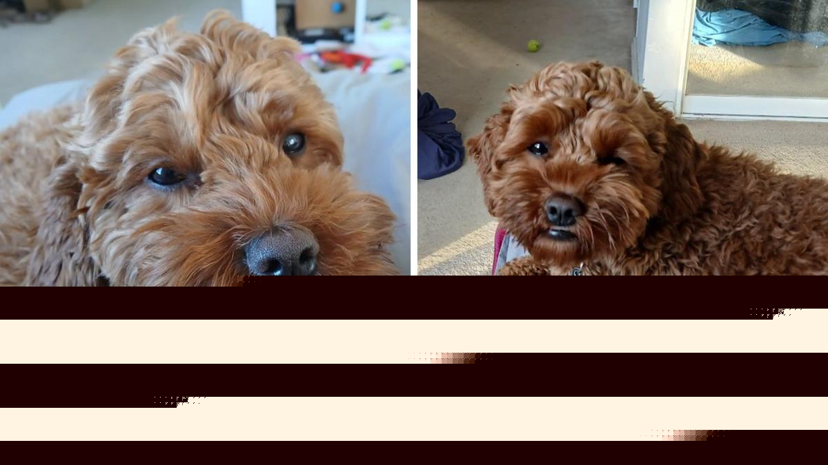 Heartbroken Brabham family’s $50,000 reward to find much-loved missing pet Cavoodle Franklin