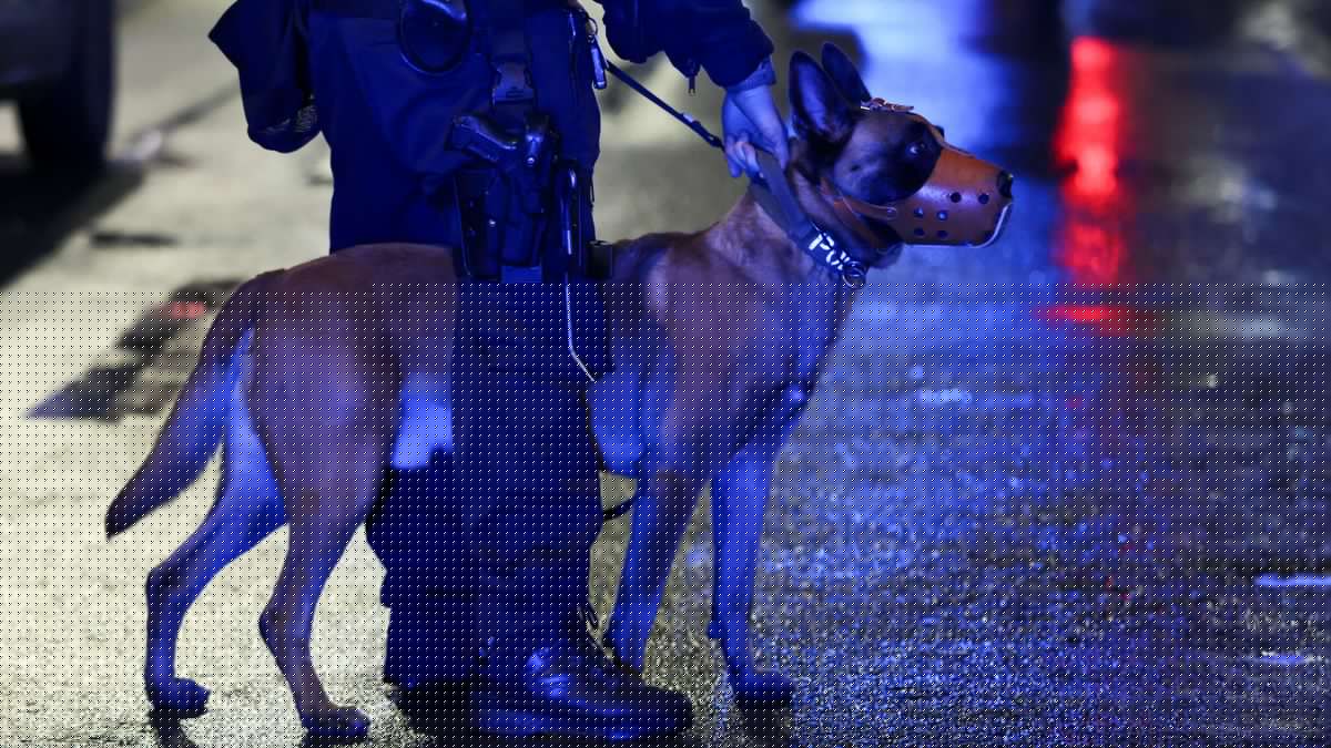 Hamburg-Eimsbüttel: Polizeihund beißt Mann – Bewährungsstrafe für seine Hundeführerin